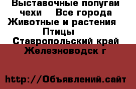 Выставочные попугаи чехи  - Все города Животные и растения » Птицы   . Ставропольский край,Железноводск г.